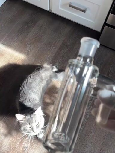 Preview pic of Sovereignty glass circ catch