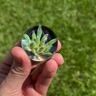 Small image 0