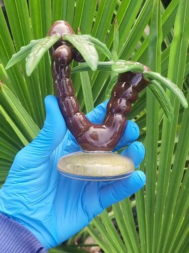 Preview pic of Darby Holms Palm 🌴 Tree 🏝 Island Sherlock with Paperweight Base