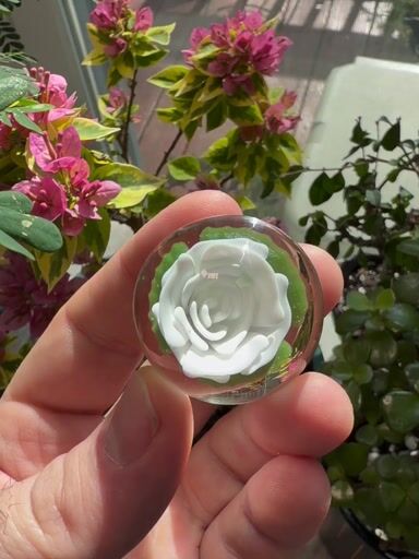 Preview pic of White Rose