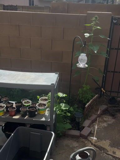 Preview pic of Big J custom 1/1