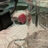 Small image 5