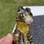 Small image 0