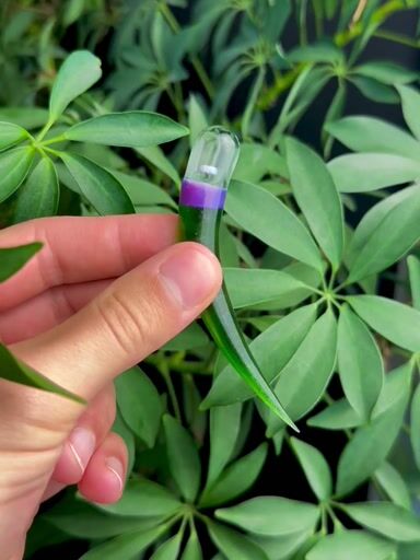 Preview pic of Green Stardust x Stargazer opal poker