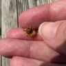 Small image 0