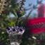 Small image 7